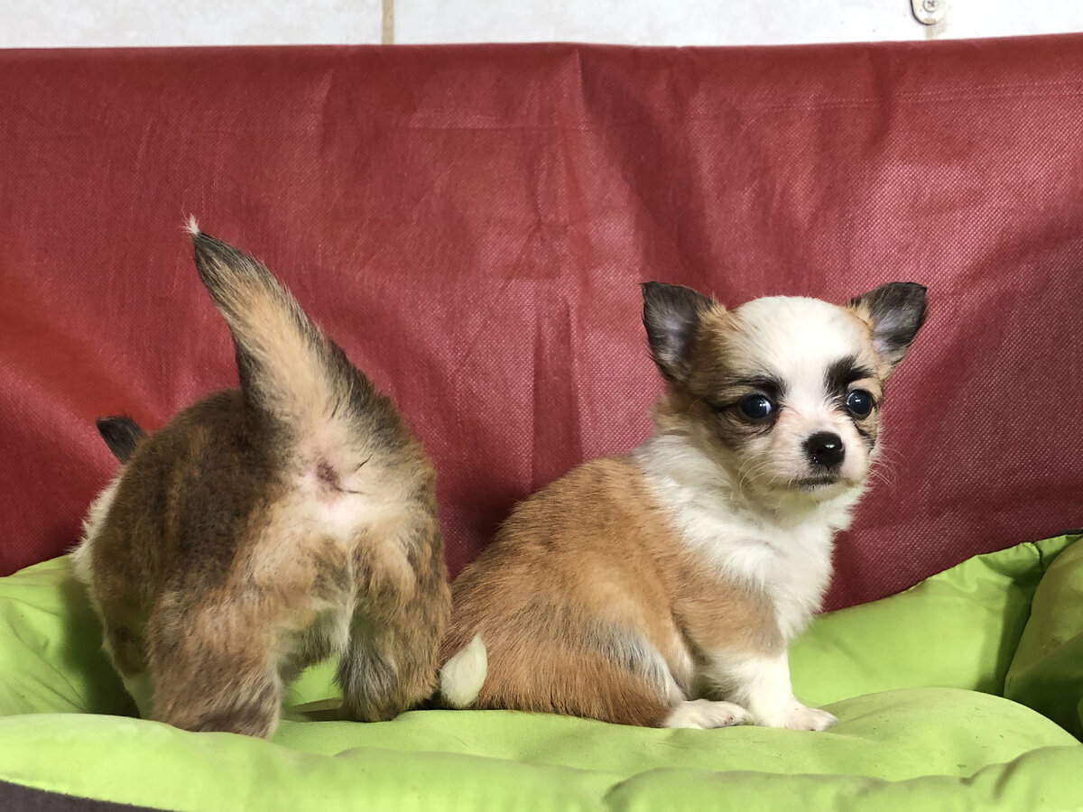 щенки чихуахуа