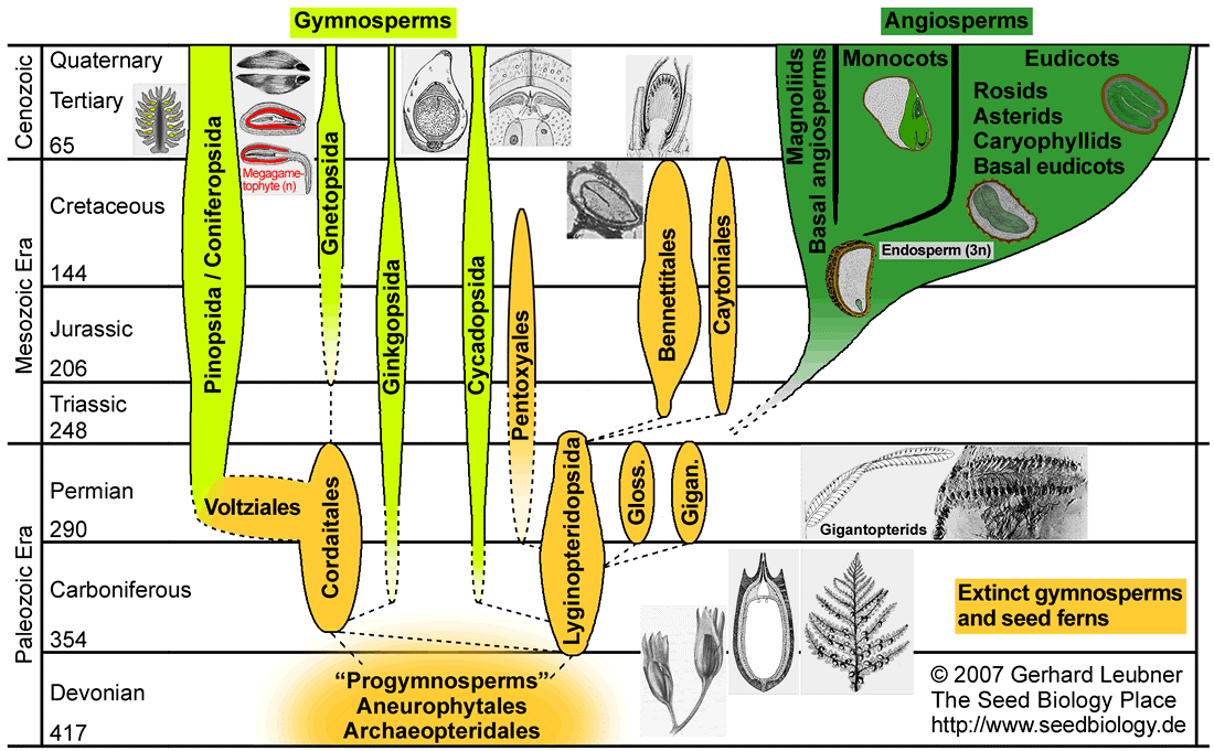 В учебной литературе широко распространен вот такой способ представления филогении, который показывает не только возраст таксономических групп, но и их относительное участие в растительности нашей планеты. Толщина филогенетической ветви характеризует уровень ее процветания или упадка. 
