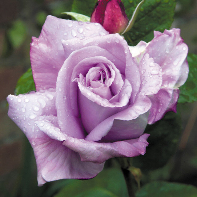 Фото Parker Dutch Bulbs (Wholesale) Ltd