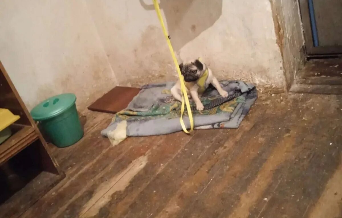 В таких условиях мопсик жил до спасения. Фото: avito.ru
