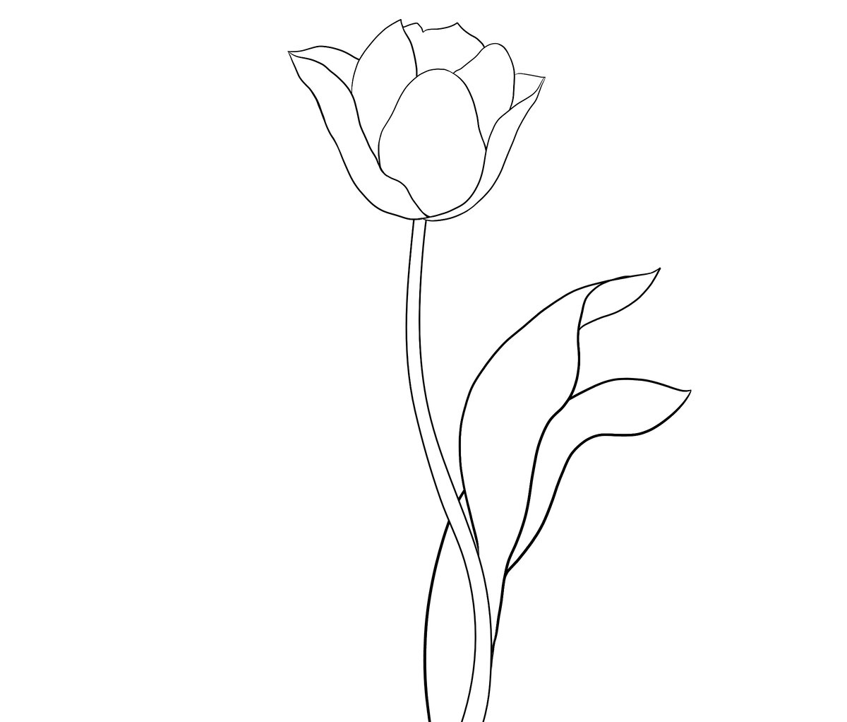 Рисунок тюльпана