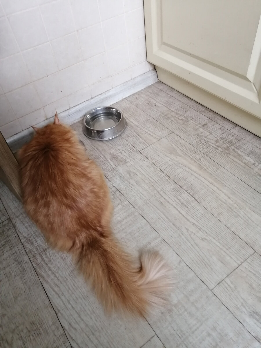 Кисточки на ушах заставили подозревать, что без мейн-кунов дело не обошлось. А может, рысь?