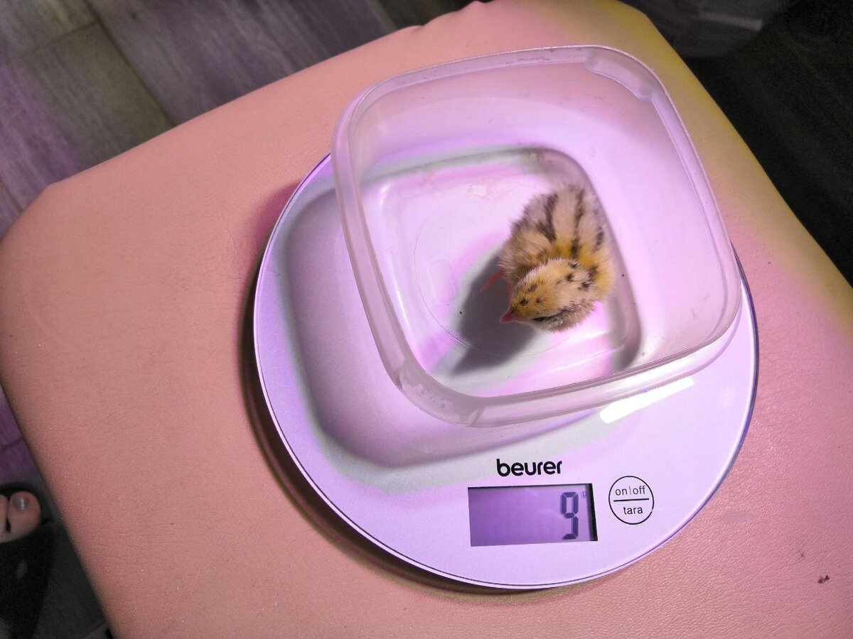 1 сутки от роду