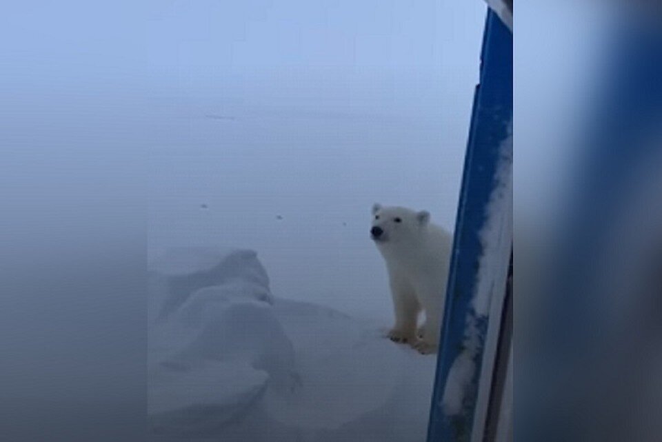     Белый мишка вышел к людям в поселке вахтовиков. Фото: портал "Ямал 1"