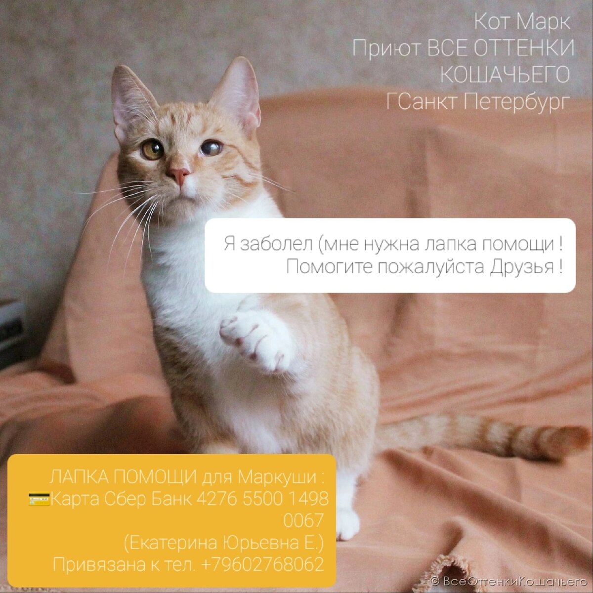 © ВСЕ ОТТЕНКИ КОШАЧЬЕГО 