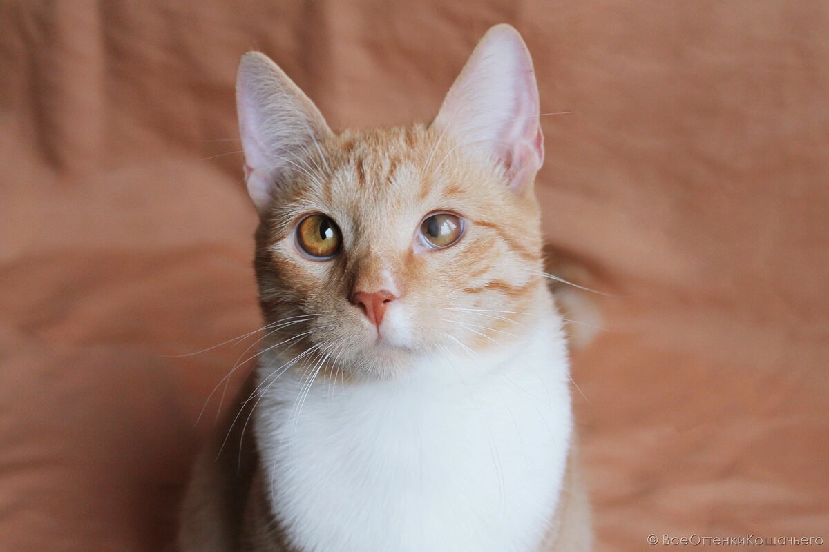 Цветовые палитры для котов. Белая пушистая кошка. Оттенки кошачьего. Оттенки кошачьего. Чешская кошка.