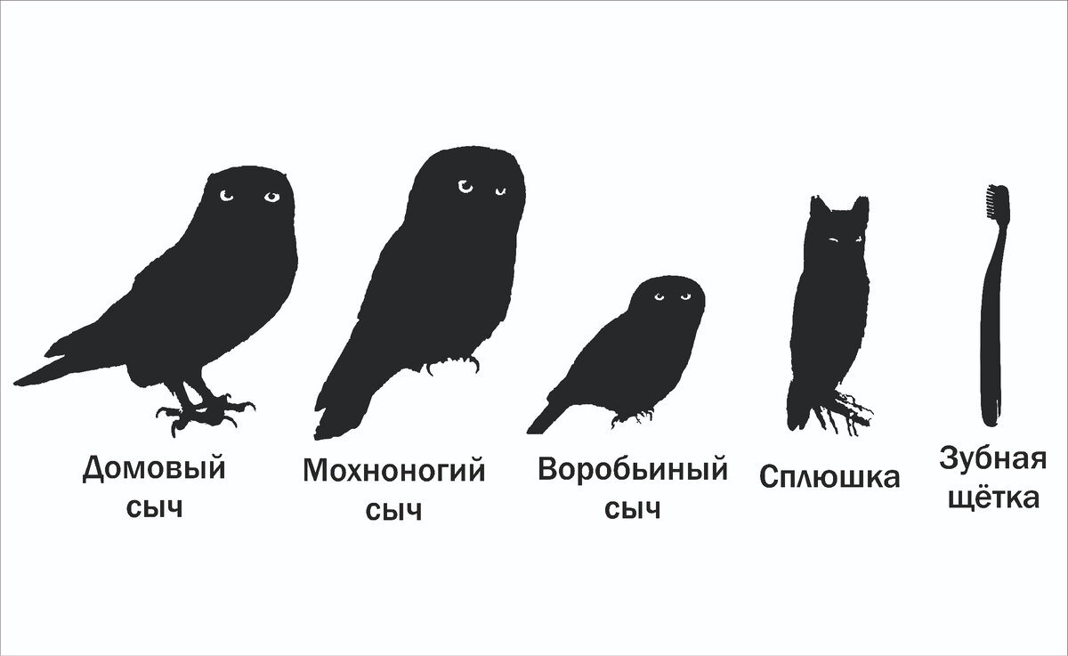 Какой тип развития характерен для воробьиного сыча изображенную на рисунке