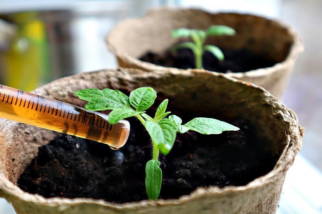     Янтарная кислота для здоровой и мощной рассады: полезные подсказки по применению