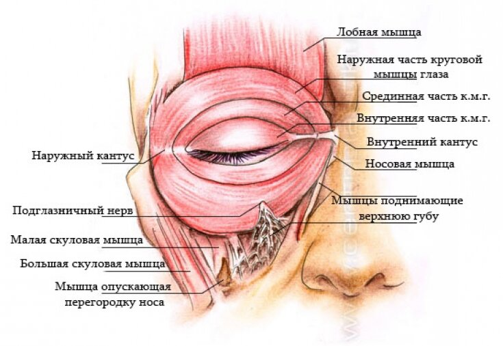 Нависшее веко: что это? ≡ Как убрать нависшее веко — Medicalaser