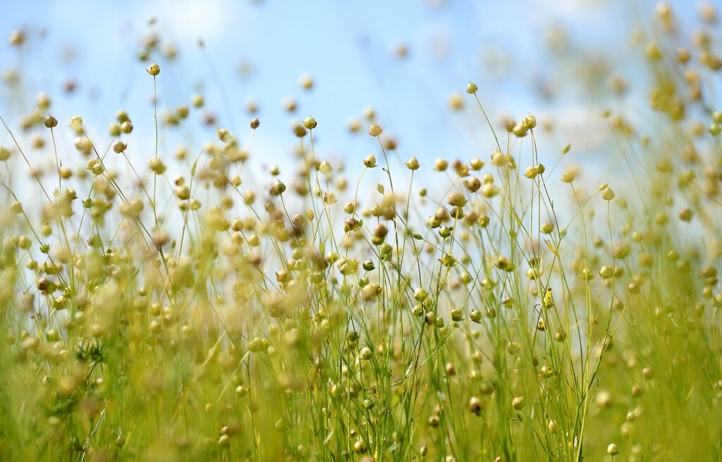 В Тверской области аграриям восполнят больше затрат на производственные нужды