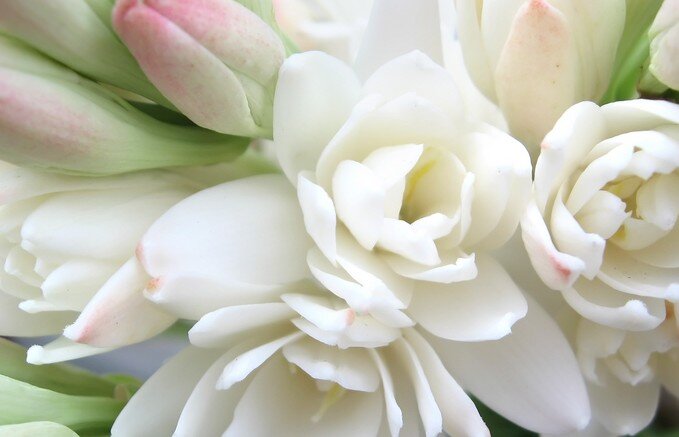 Нежные цветы, собранные в густые соцветия, источают яркий и насыщенный аромат. фото из свободного доступа интернета