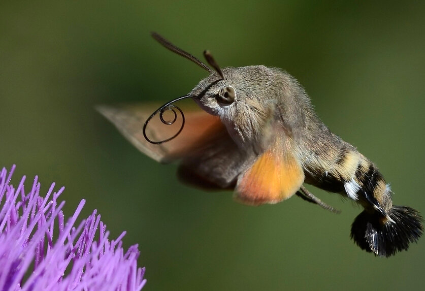 Ястреб-мотылёк. Удивительная птица напоминающая насекомое | Дикий ...