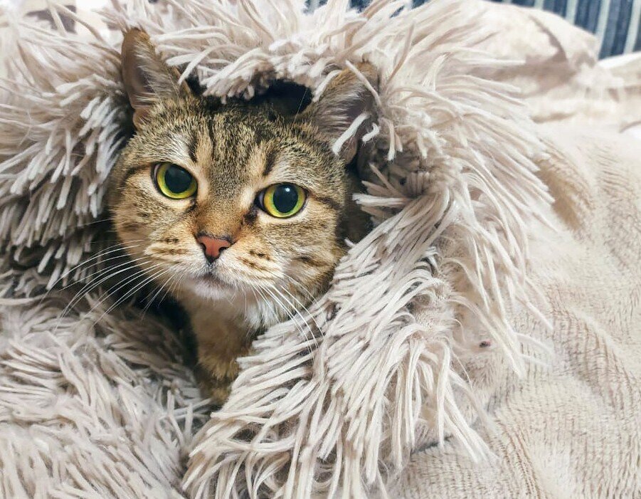 Даже Тигра мерзла