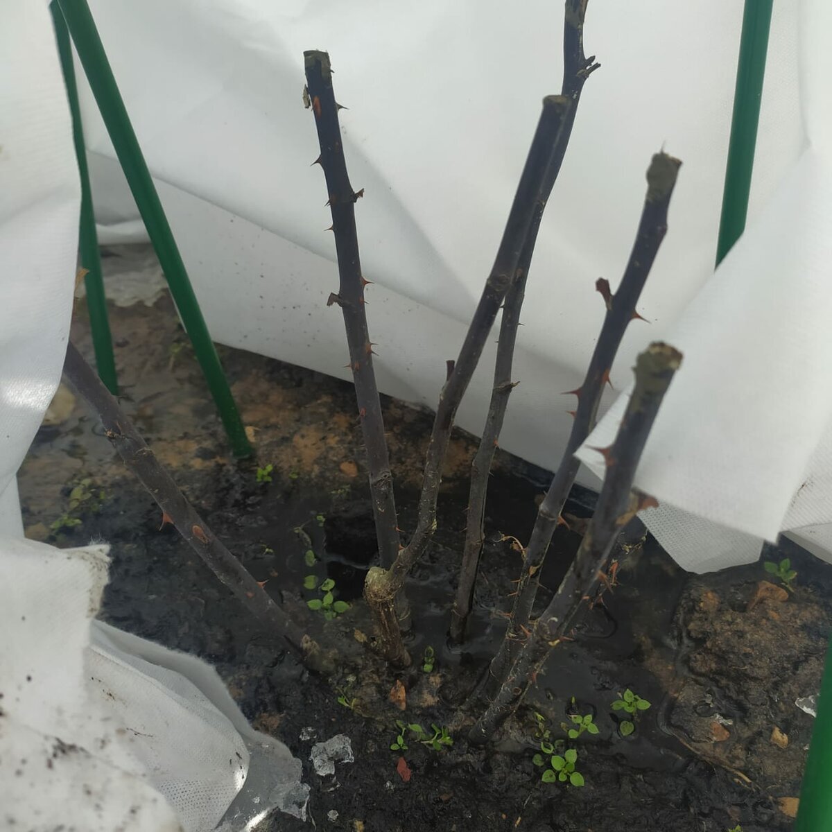 Как спасти розы после зимы: реанимация черных стволов и восстановление почерневших стеблей