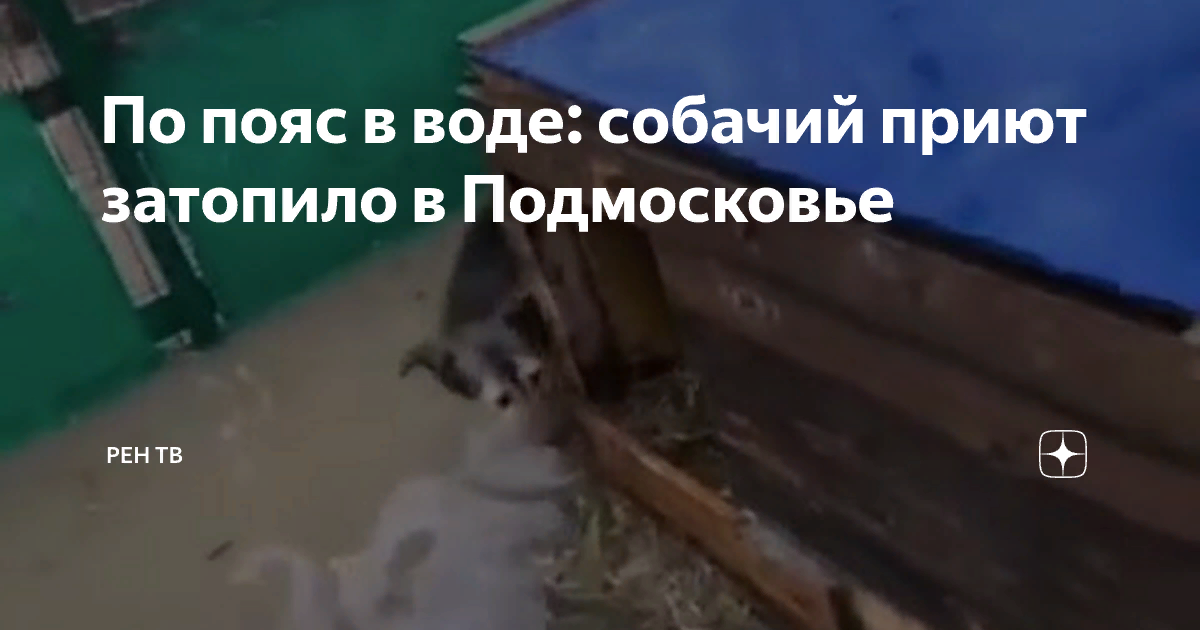 В таких ужасных, полусгнивших будках проживают собаки за счет бюджета