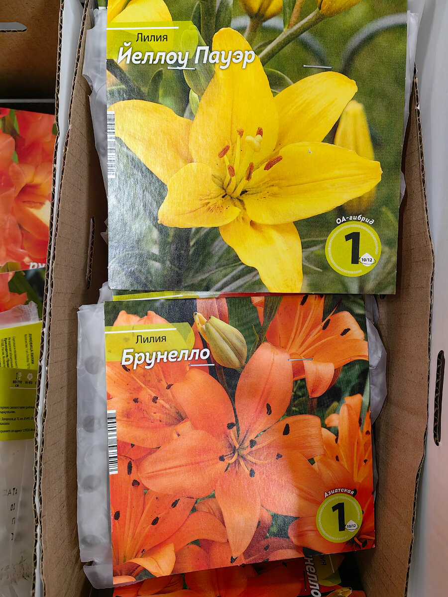 Маяк и Светофор. Сравним-ка ассортиент саженцев. Ну и в музей заглянем ...