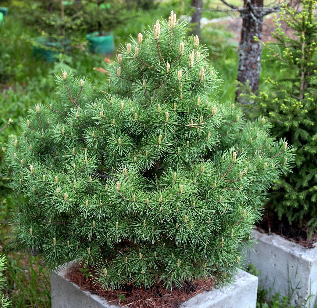 Сосна обыкновенная (Pinus sylvestris) ‘Память о Маше ПСП ...