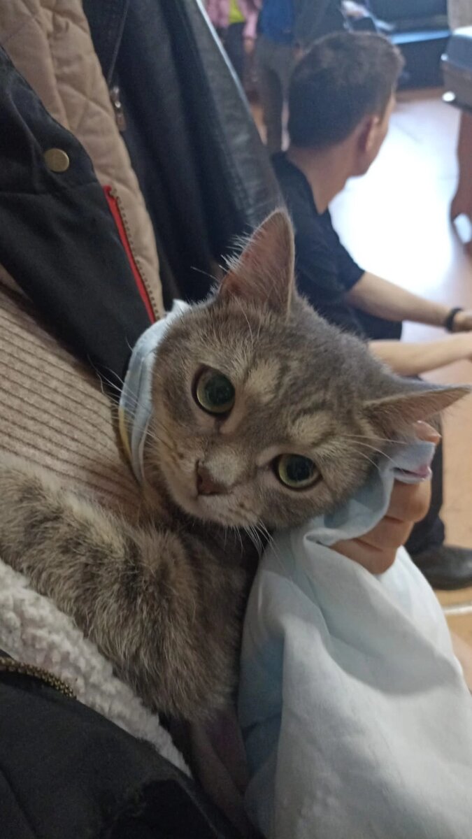 В Нефтекамске подобрали котика с двоякими половыми признаками. Гермафродита. У него были сложности с мочеиспусканием. 