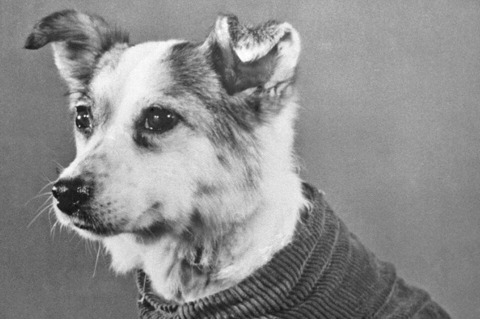    Собака-космонавт Звездочка. Фотохроника ТАСС.