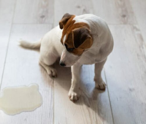 Мочевой пузырь с уменьшенной емкостью