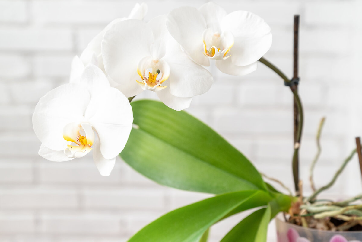 Цветения орхидеи можно добиться только если создать все необходимые условия