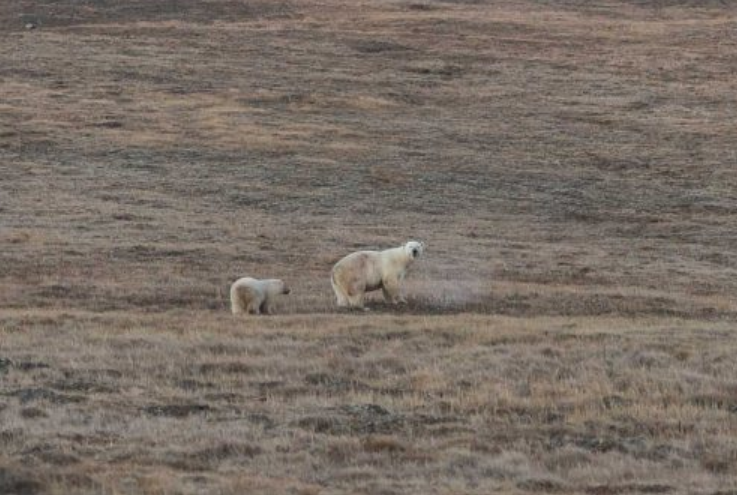 Последний благодарный взгляд 