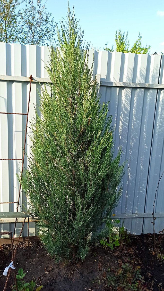 Весна 2023г. Высота забора 2м