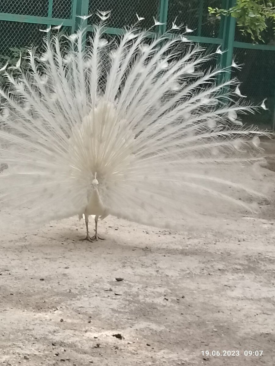 в Ташкентском зоопарке