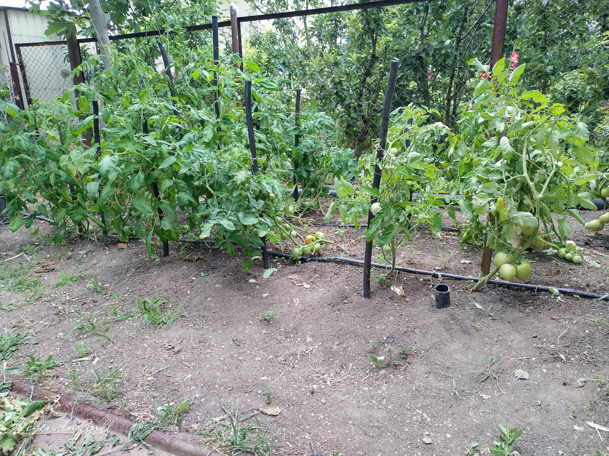 Так сейчас выглядит грядка с томатами
