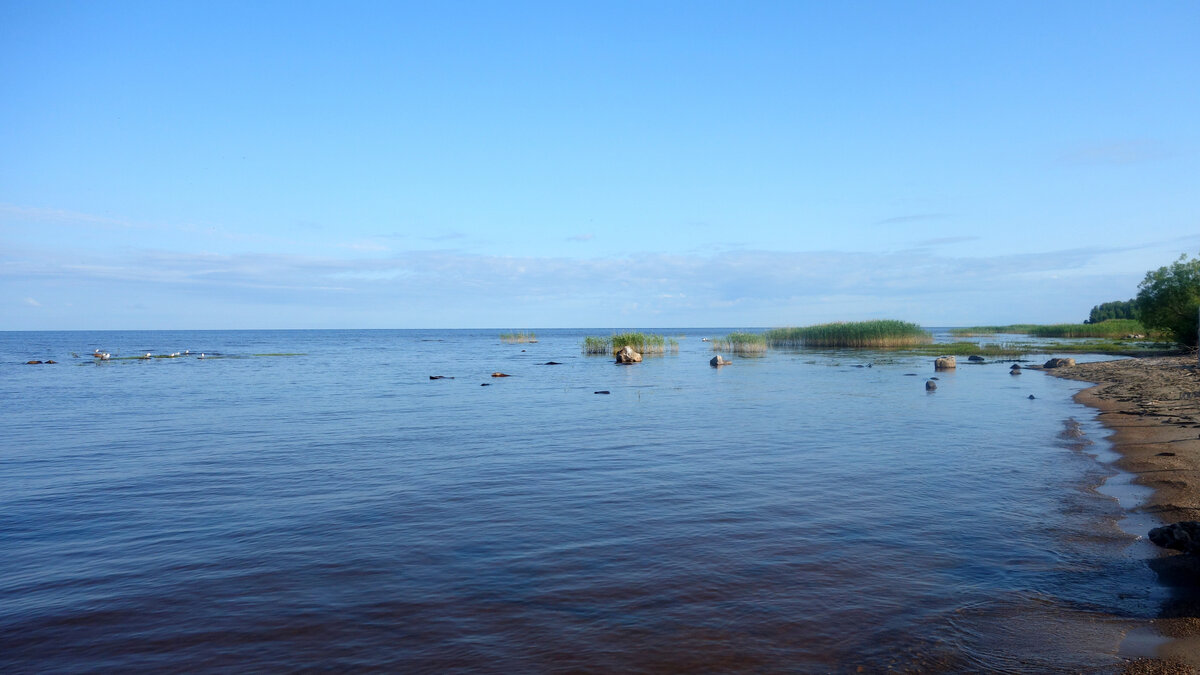 Остров Центральный Рыбинское водохранилище. Рыбинское водохранилище Череповец. Острова на Рыбинском водохранилище. Рыбинское водохранилище фото.