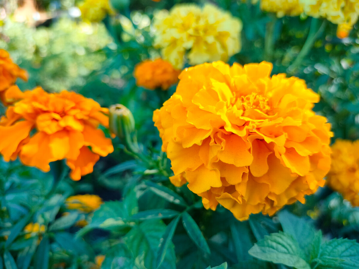 Осеннее очарование; сама вырастила, сама фото сделала