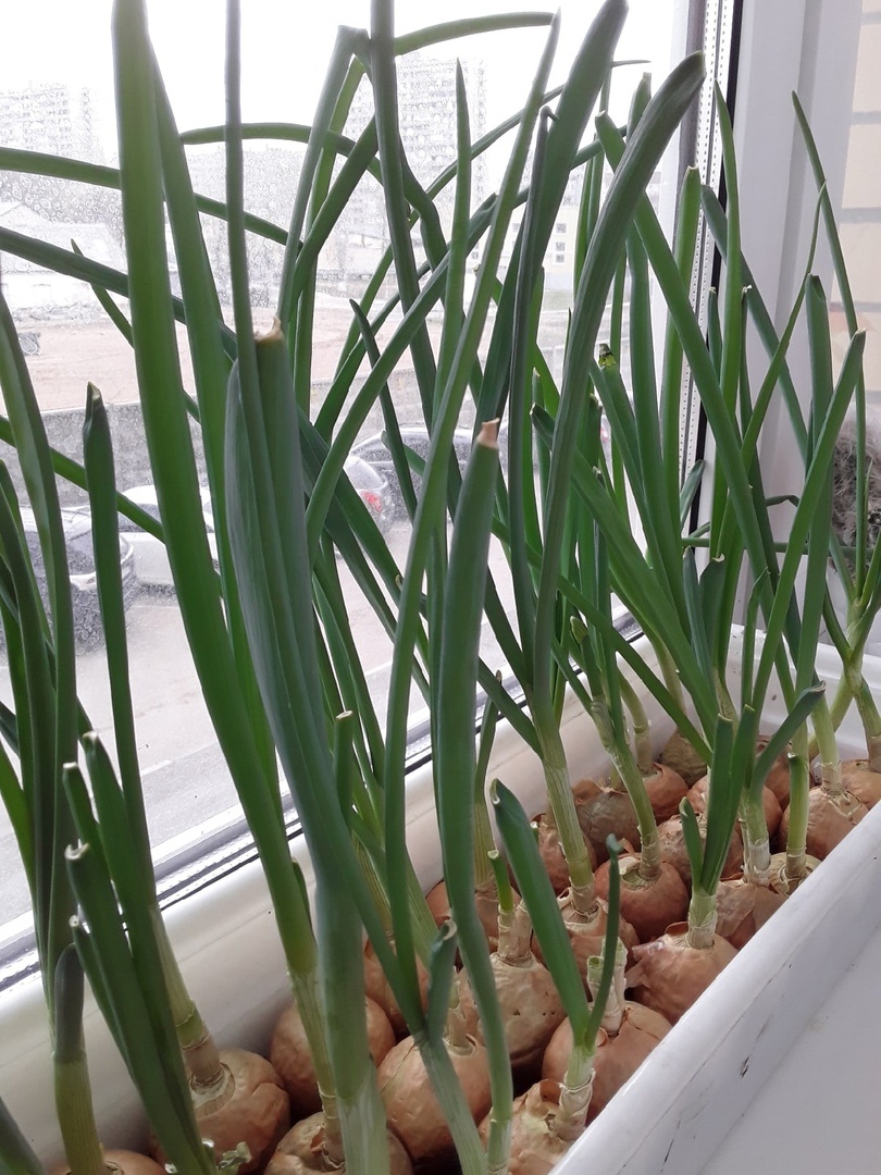 В ящике всегда есть чем поживиться - зеленые перья лука срезаются постепенно и снова отрастают