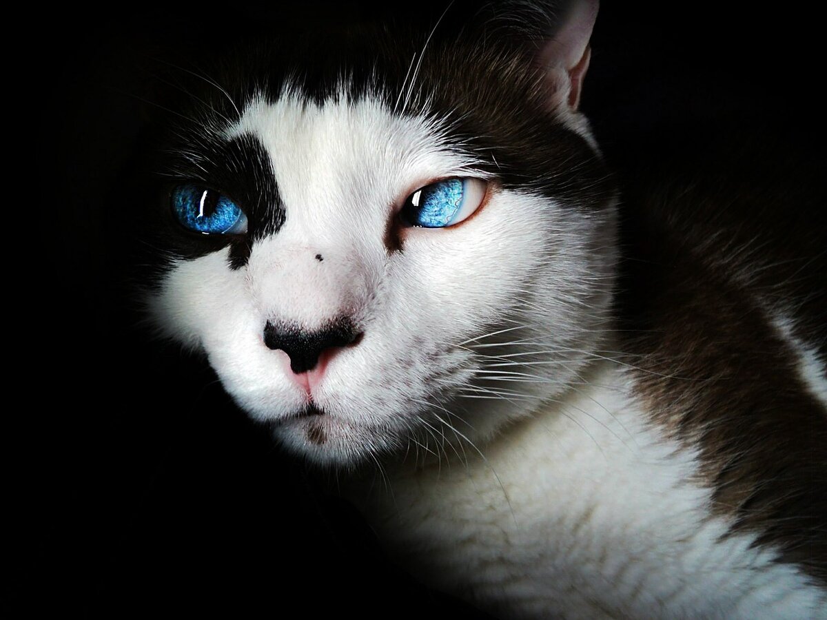 https://cdn.pixabay.com/photo/2014/10/01/16/36/siamese-468814_1280.jpg