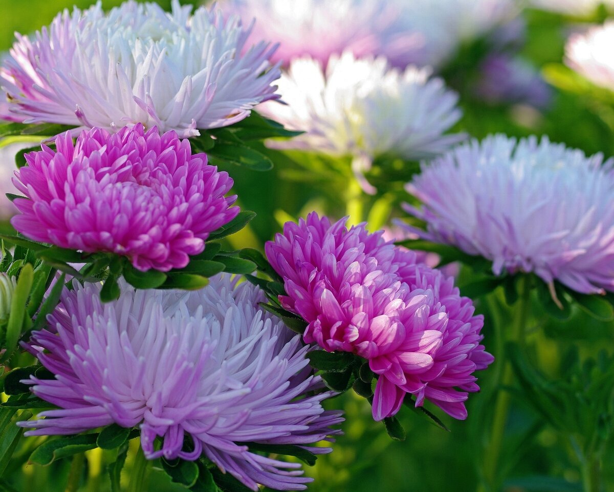 Чем не звезда?