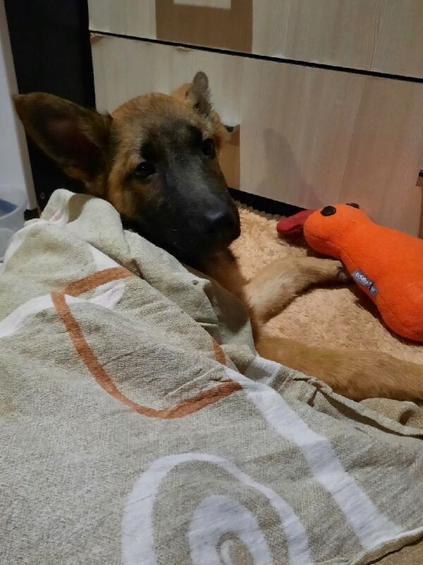 На фото Дик.