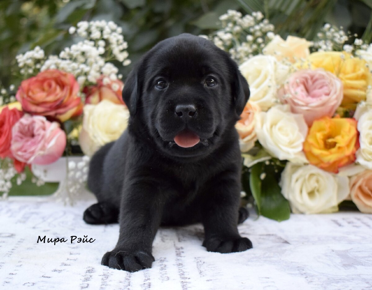 Моя собака - Мира Рейс Даниэлла в детстве