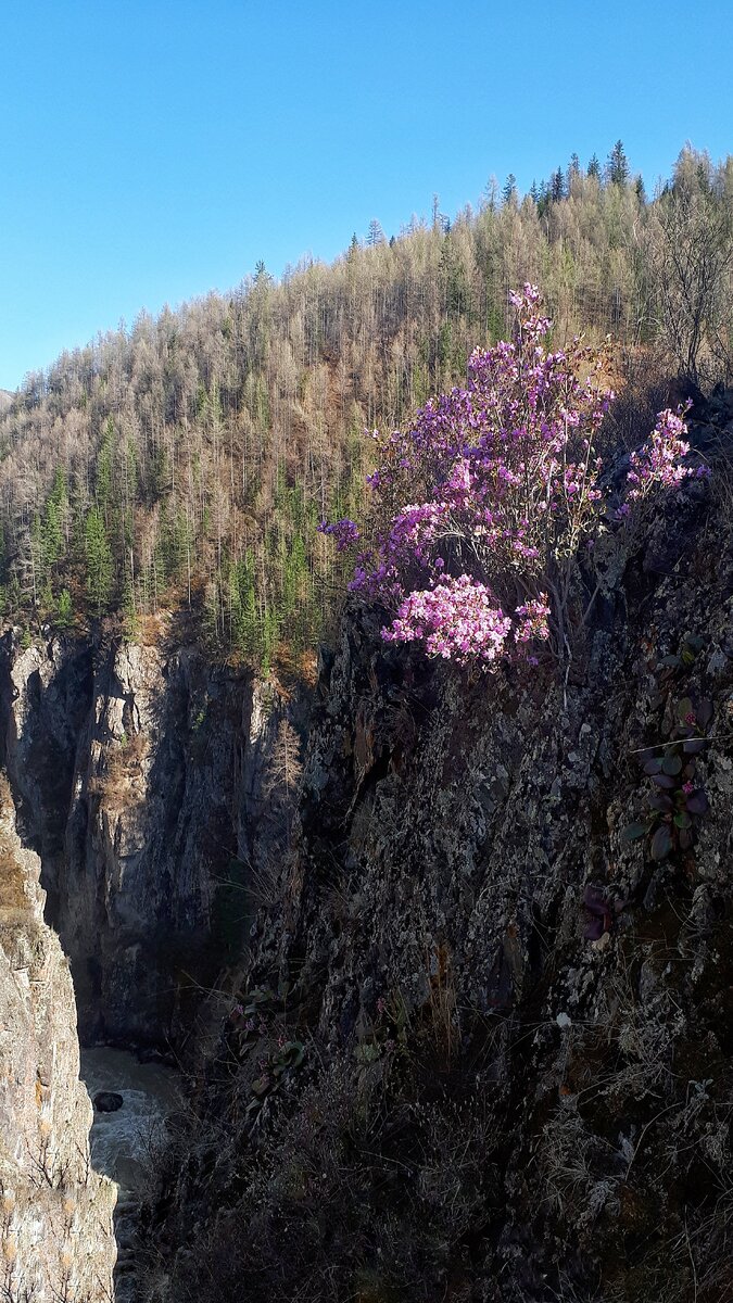 Цветущий маральник