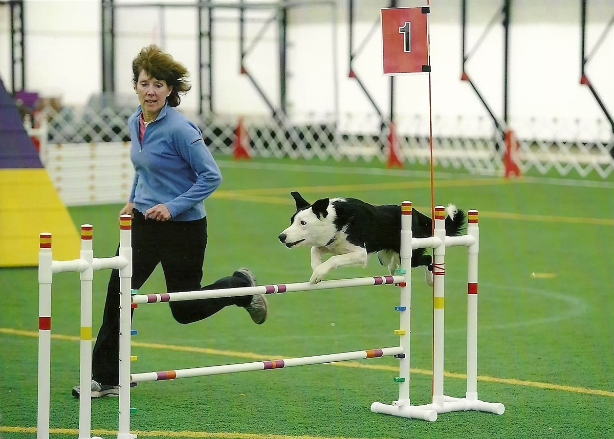 Как пройти через собак. Ротвейлер аджилити. Полоса препятствий для служебных собак. Немецкая овчарка зкс. Аджилити для собак соревнования.