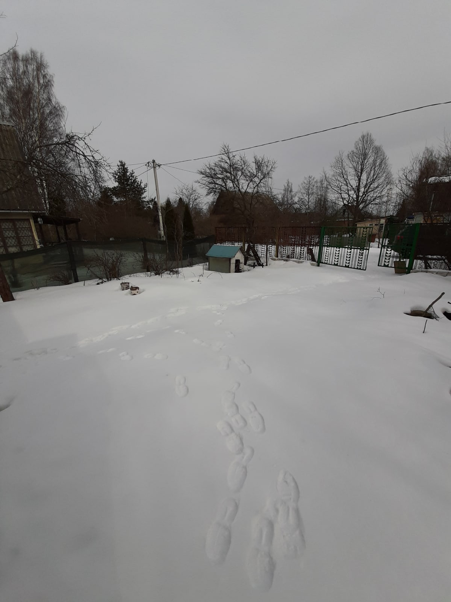 Видно неглубокие следы, но сугроб намного выше земли. Даже припарковаться у ворот нельзя: такая там корка