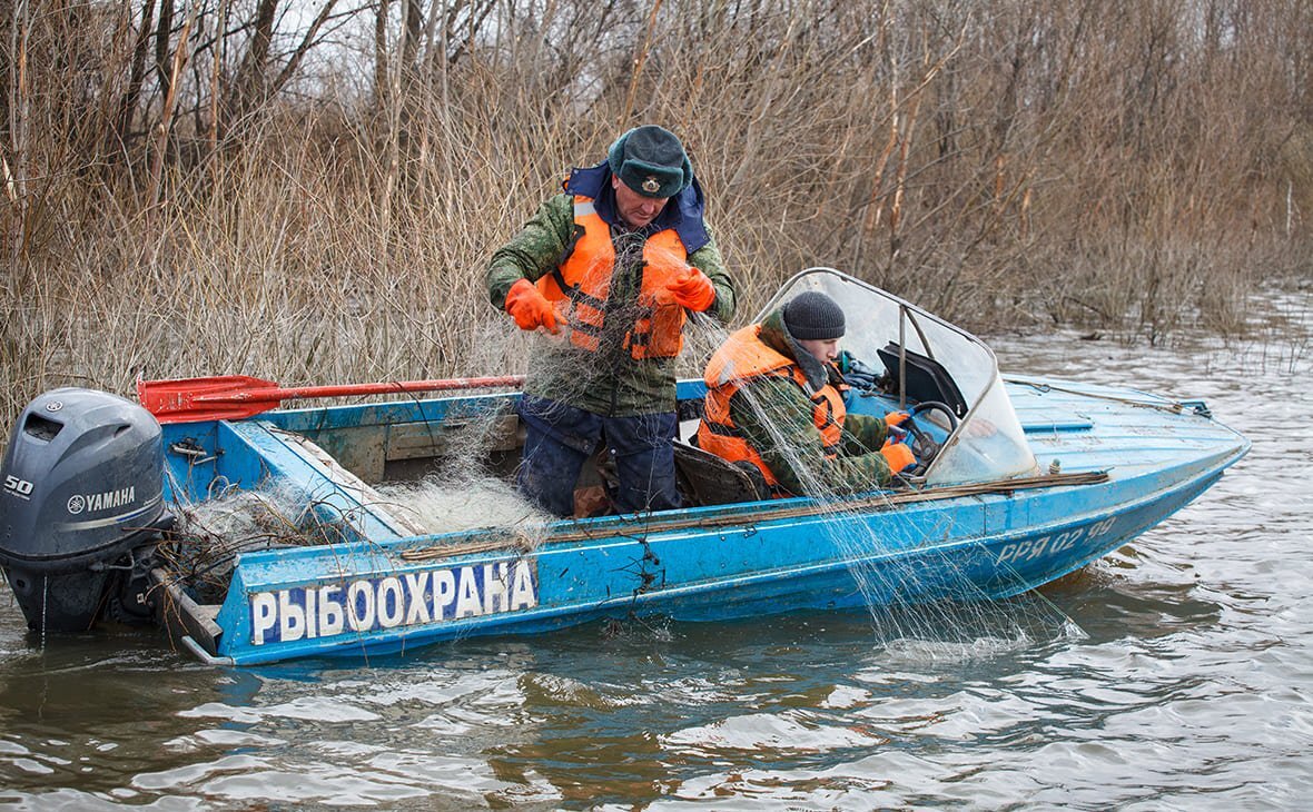 Почему рыбоохрана в регионах действует по разному, даже если в этих  регионах действуют правила одного бассейна, мнение ихтиолога | Заметки  ихтиолога. | Дзен