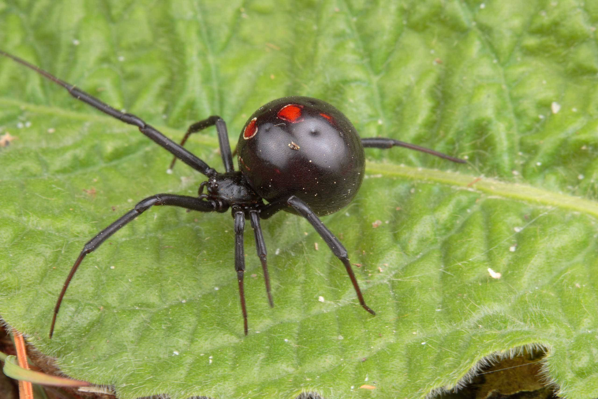 Фото было взято с сайта Pinterest.com