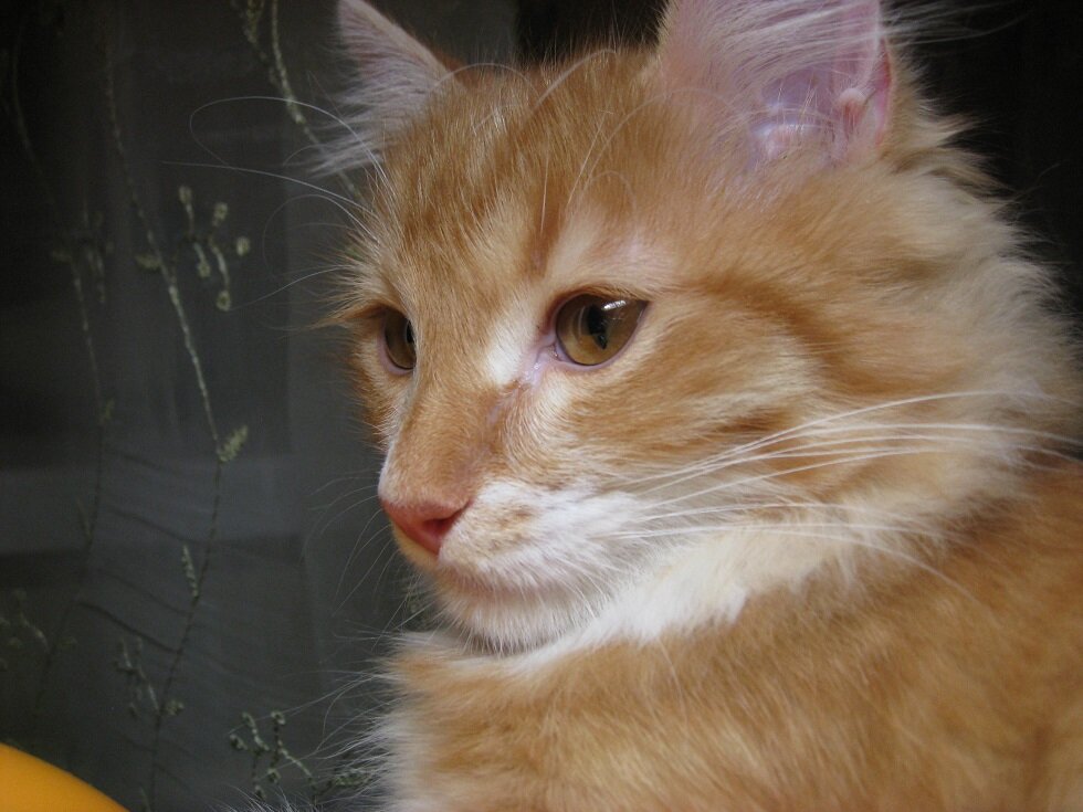 Выразительная морда. Фото автора