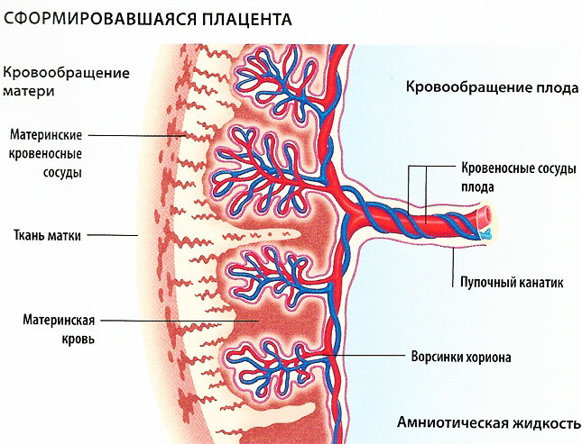 Кровоснабжение плода