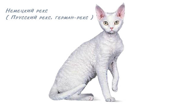 Немецкий рекс