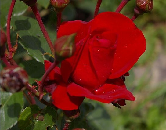 Это фото и далее - роза Сантана. Клаймбер, переведенный в шраб.