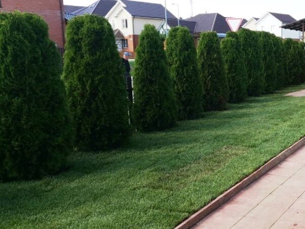 Уложенный рулонный газон на участке