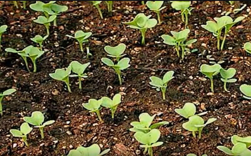 Рассада краснокочанной капусты. Выращиваем капусту рассадой. Ранняя рассада. Капуста кольраби рассада. Рассада капусты.