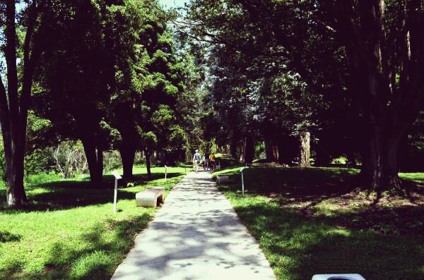 Дендрологический парк в Шекветили