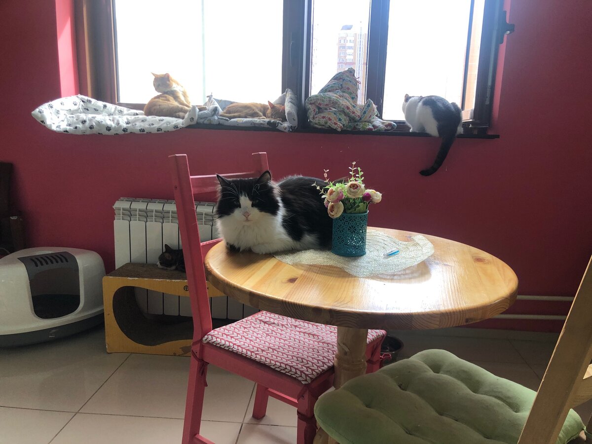 Пушистики сами выбирают где им хочется пристроиться