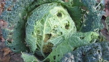 Фото из интернета